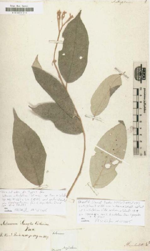 Alexander von Humboldt Solanum citrifolium oil painting image